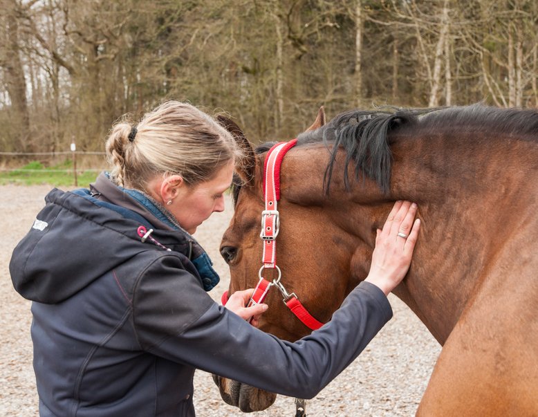 Ganganalyse Hesteterapeut Palpation